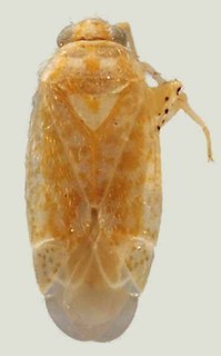 Schaffneropsallus oaxacensis, AMNH PBI00058291
