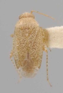 Stictopsallus aspersus, AMNH PBI00077843