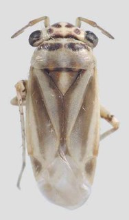 Beckocoris brendae, AMNH PBI00297415