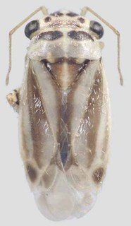 Beckocoris brendae, AMNH PBI00297424