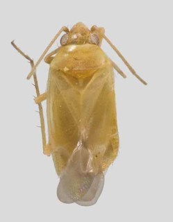 Harpagophylus agnew, AMNH PBI00136502