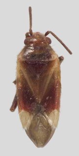 Harpagophylus calytrix, AMNH PBI00134818