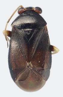 Jornandes brailovskyi, AMNH PBI00118202