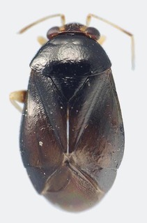 Jornandes brailovskyi, AMNH PBI00119108