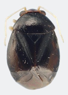 Jornandes michoacanensis, AMNH PBI00184623