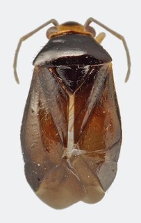 Jornandes xochipalensis, AMNH PBI00119106
