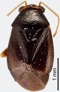 Josephinus albicornis, AMNH PBI00111393