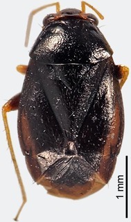 Josephinus albicornis, AMNH PBI00111394