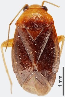 Josephinus capitatus, AMNH PBI00111372