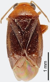 Josephinus capitatus, AMNH PBI00118381