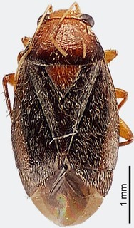 Josephinus reinhardi, AMNH PBI00108133