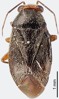 Josephinus reinhardi, AMNH PBI00118427
