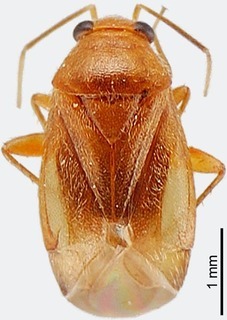 Josephinus reinhardi, AMNH PBI00118428