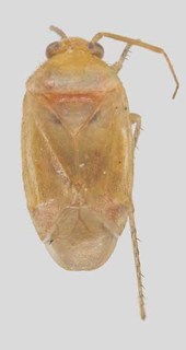 Melaleucoides grossi, AMNH PBI00169227