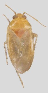 Melaleucoides grossi, AMNH PBI00169253