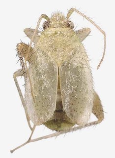 Moiseevichia pericarti, AMNH PBI00137318
