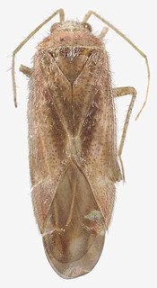 Moiseevichia pericarti, AMNH PBI00137319