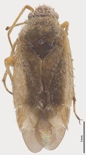 Parapseudosthenarus wiborgii, AMNH PBI00325711