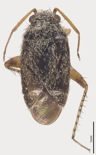 Pseudosthenarus albipes, AMNH PBI00365873