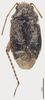 Pseudosthenarus albipes, AMNH PBI00365975