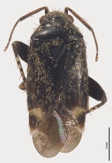 Pseudosthenarus albocuneatus, AMNH PBI00327084