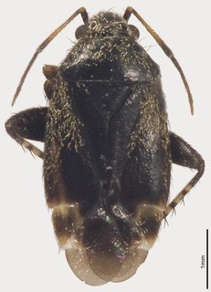 Pseudosthenarus albocuneatus, AMNH PBI00327101