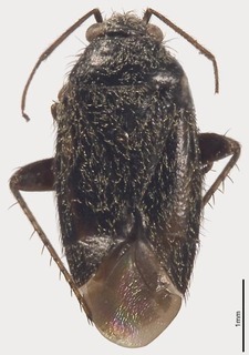 Pseudosthenarus anapophysis, AMNH PBI00326474