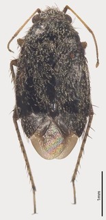 Pseudosthenarus anapophysis, AMNH PBI00326550