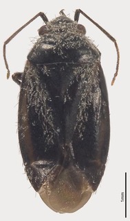 Pseudosthenarus aquilonius, AMNH PBI00198897