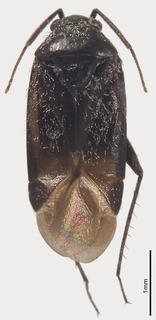 Pseudosthenarus aquilonius, AMNH PBI00325996