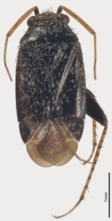 Pseudosthenarus ater, AMNH PBI00366746