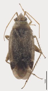 Pseudosthenarus meridionalis, AMNH PBI00324892