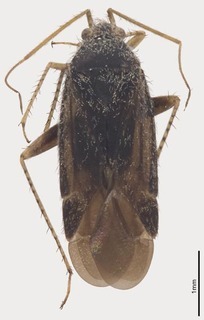 Pseudosthenarus meridionalis, AMNH PBI00324930