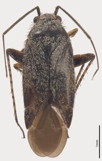Pseudosthenarus namaquaensis, AMNH PBI00197216