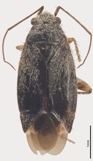Pseudosthenarus namaquaensis, AMNH PBI00197224