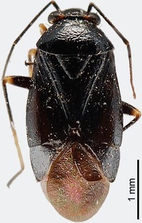 Scalponotatus maturus, AMNH PBI00108134