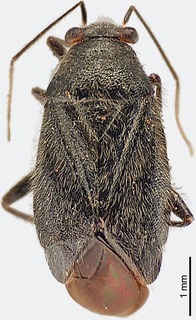Slaterocoris clavatus, AMNH PBI00118435