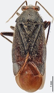 Slaterocoris clavatus, AMNH PBI00118436