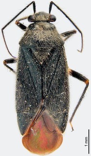 Slaterocoris elongatus, AMNH PBI00184695