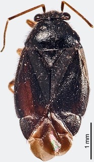 Slaterocoris mohri, AMNH PBI00242036