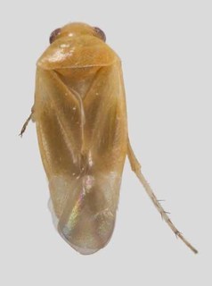 Harpagophylus thryptomeni, AMNH PBI00372759