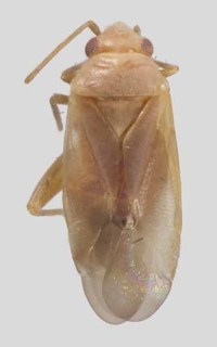 Harpagophylus verticordii, AMNH PBI00370995
