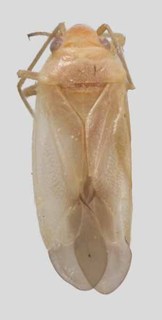 Harpagophylus verticordii, AMNH PBI00371000