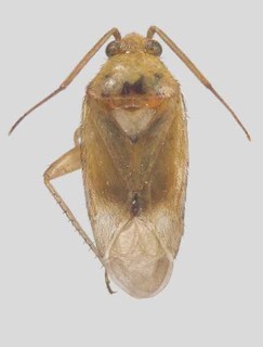 Melaleucoides cassisi, AMNH PBI00371607