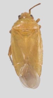 Melaleucoides similis, AMNH PBI00370993