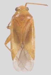 Melaleucoides similis, AMNH PBI00370994