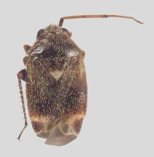 Melaleucoides uncinatae, AMNH PBI00368315
