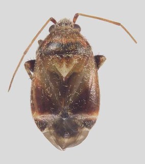 Melaleucoides uncinatae, AMNH PBI00368341