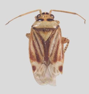 Melaleucoides undulatae, AMNH PBI00372306