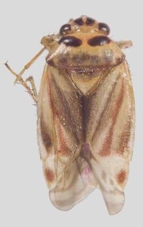 Melaleucoides undulatae, AMNH PBI00372321